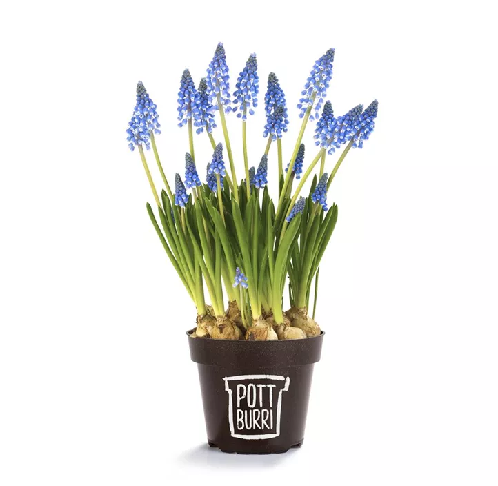 Traubenhyazinte 'Blue Smile'