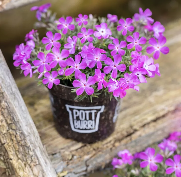 Garten-Teppich-Flammenblume