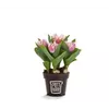 bellaflora Gartencenter GmbH