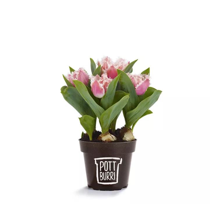 Tulpe