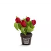 bellaflora Gartencenter GmbH