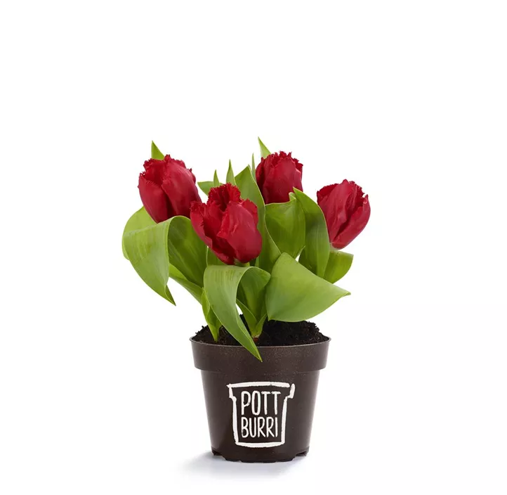 Tulpe