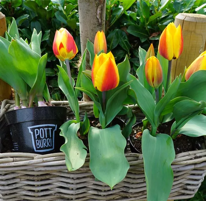 Tulpe