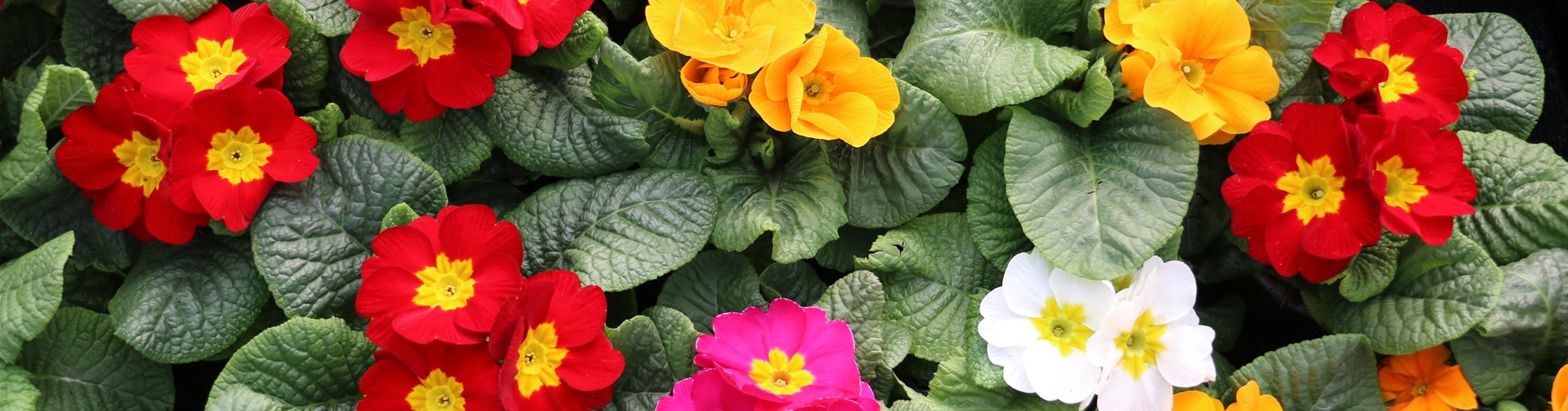 Blühende Blumen Primeln