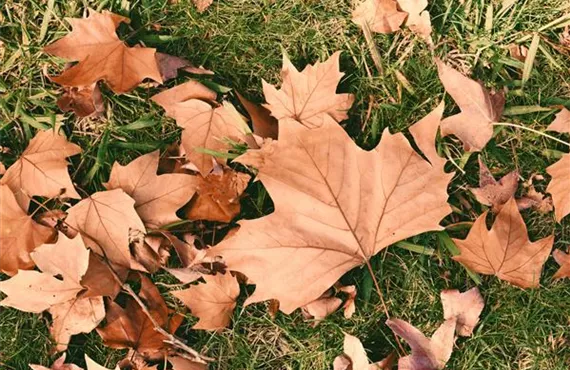 1681 (2) rasen-herbst-laub.jpg