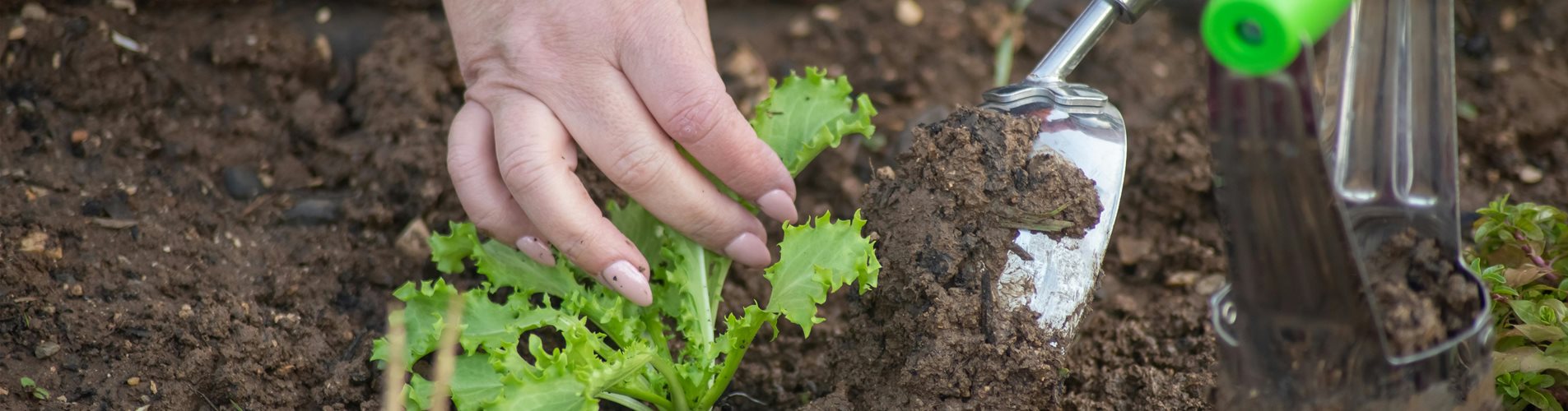 Header Essbarer Garten