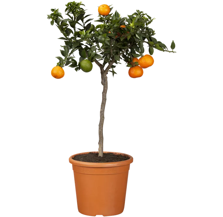Clementine
