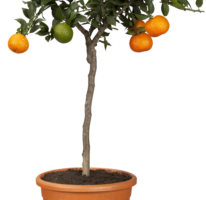 Bitterorange