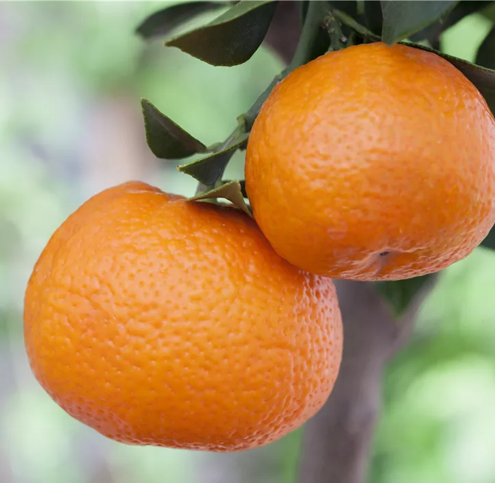 Clementine