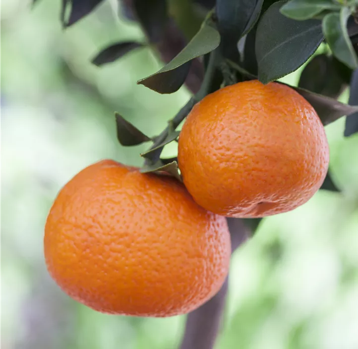 Clementine
