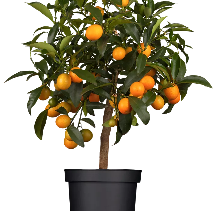 Ovale Kumquat Ovale Kumquat