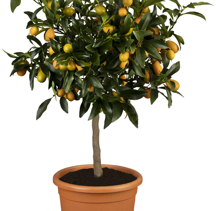Ovale Kumquat Ovale Kumquat