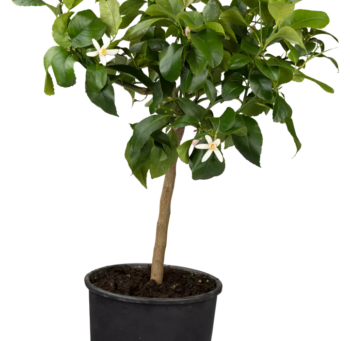 Zitrone 'Portoghese' Zitrone 'Portoghese'