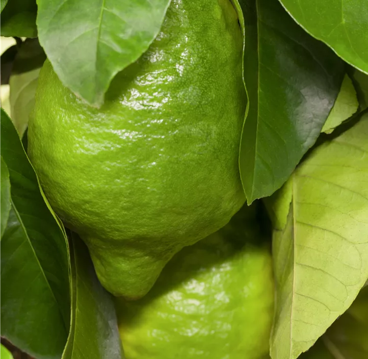 Buddha's Hand Buddha's Hand