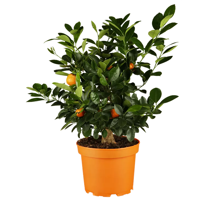 Calamondin