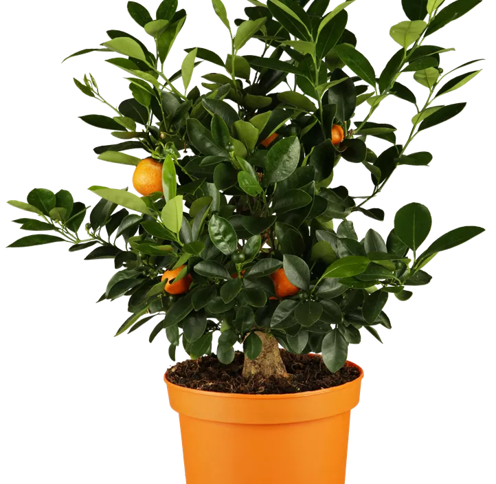 Calamondin Calamondin