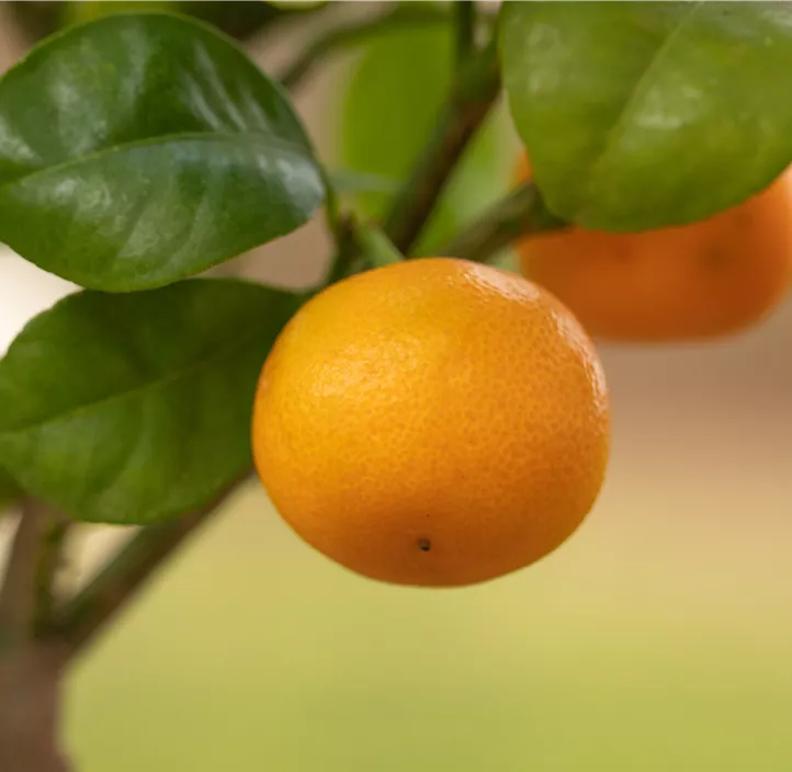 Calamondin