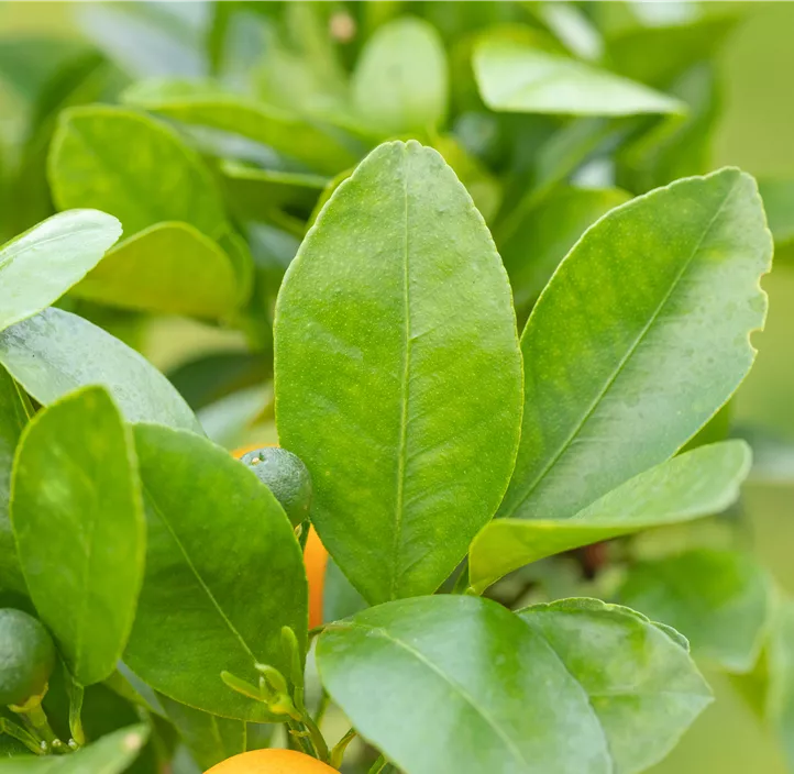 Calamondin