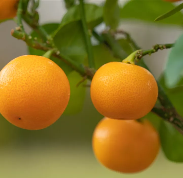 Calamondin