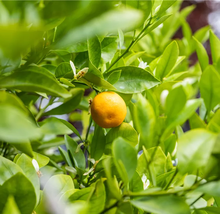 Calamondin