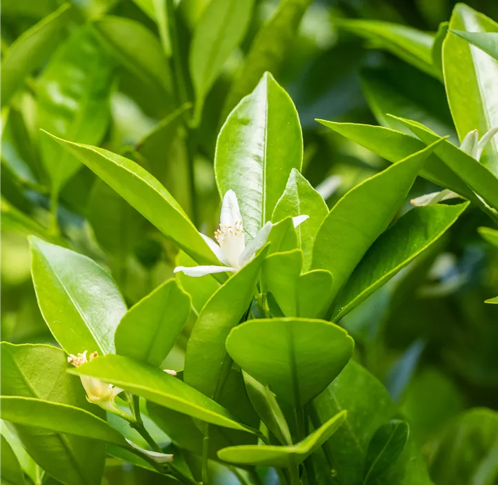 Calamondin