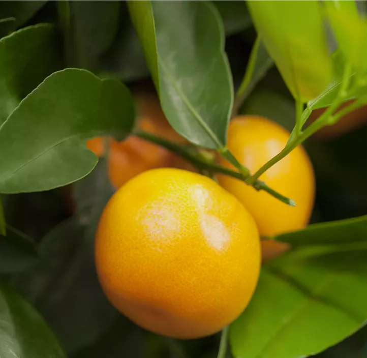 Orange Orange