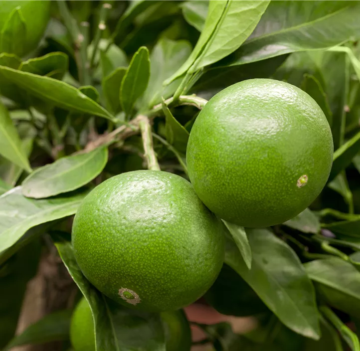 Satsumas