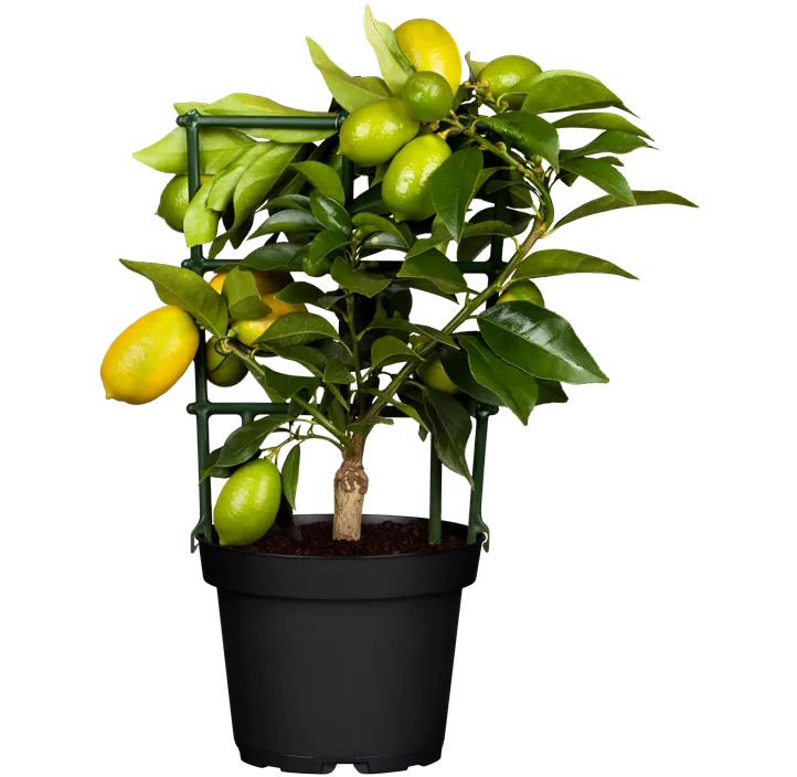 Limequat