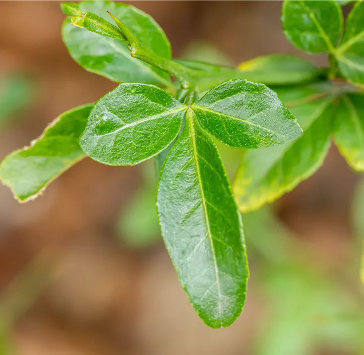Dreiblättrige Orange Dreiblättrige Orange