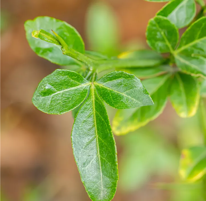 Dreiblättrige Orange Dreiblättrige Orange