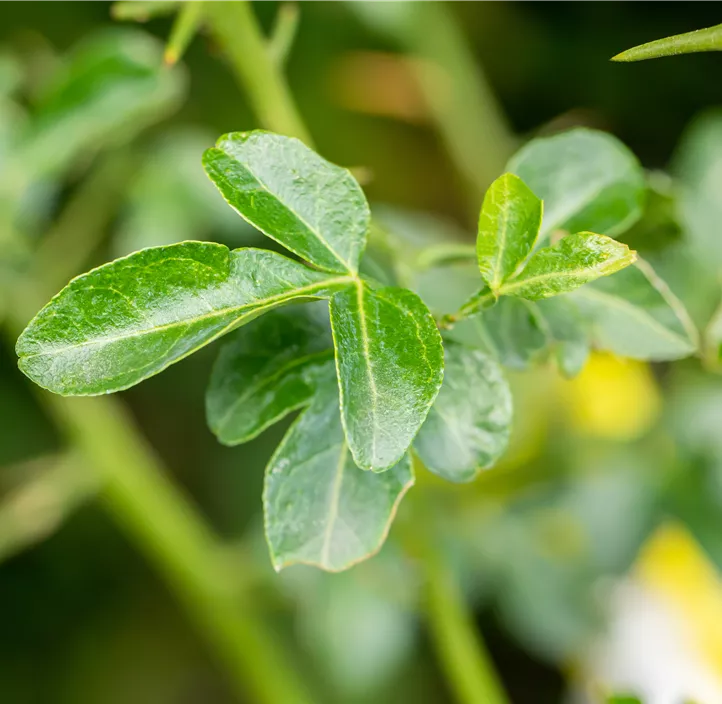 Dreiblättrige Orange Dreiblättrige Orange