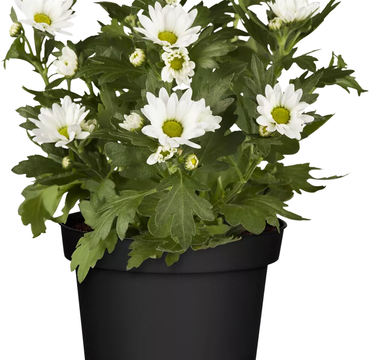 Chrysantheme 'Classic White' Chrysantheme 'Classic White'