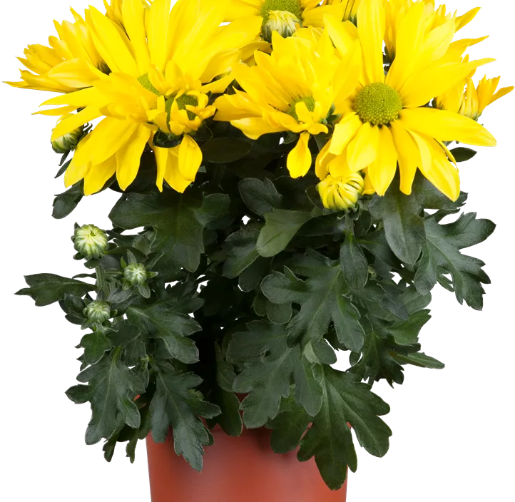 Chrysantheme 'Classic Yellow'