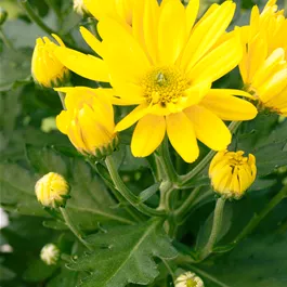 Chrysanthemum indicum Classic Yellow
