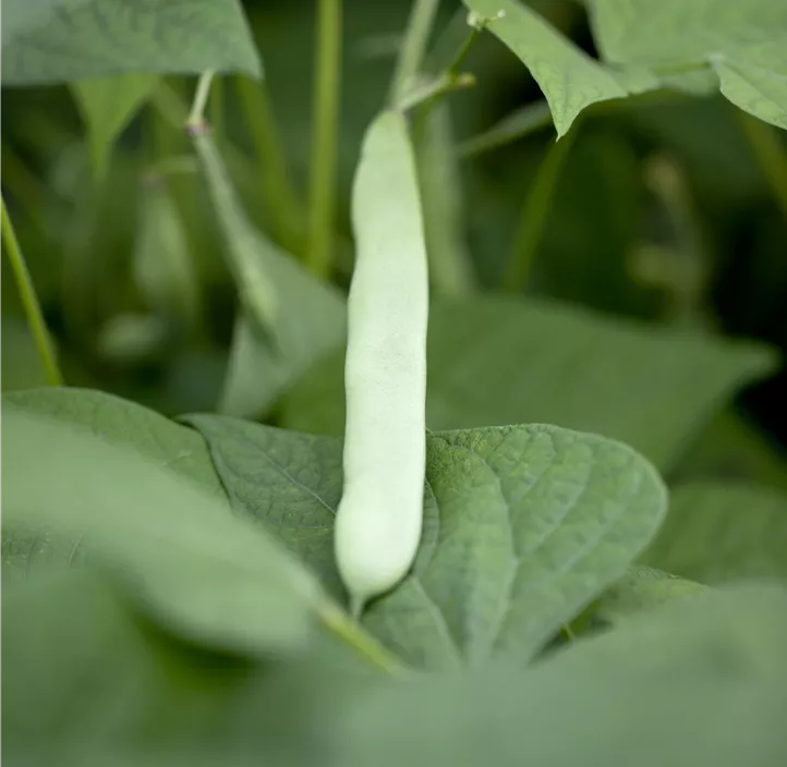 Buschbohne 'Canadian Wonder'