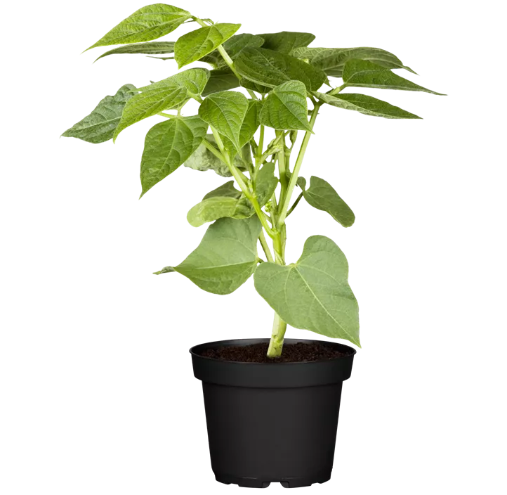 Buschbohne 'Canadian Wonder'