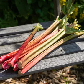 Rheum rhabarbarum Fultons Strawberry