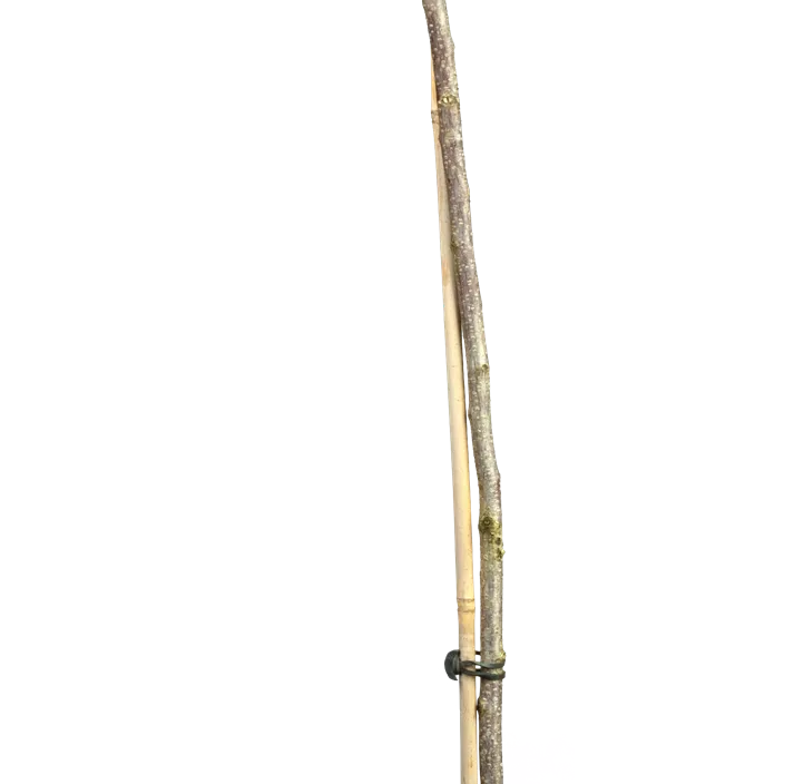 Johannisbeere 'Ribest® Blanchette®' Johannisbeere 'Ribest® Blanchette®'