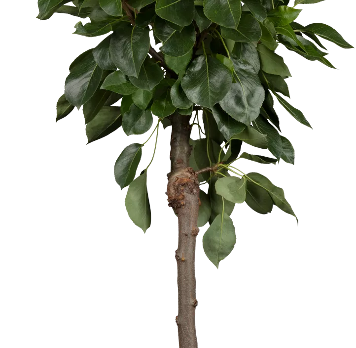 Zwergbirne 'Sweety' Zwergbirne 'Sweety'