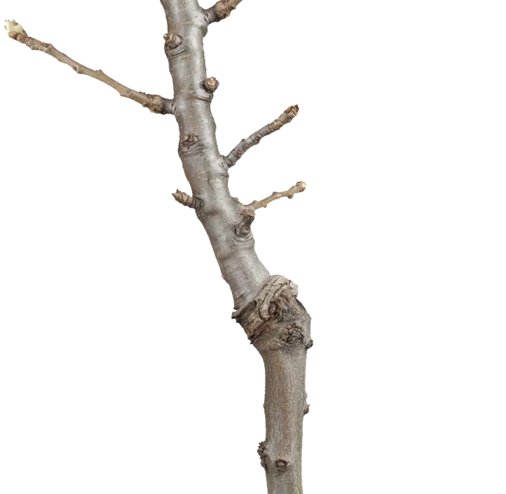 Zwergbirne 'Sweety' Zwergbirne 'Sweety'