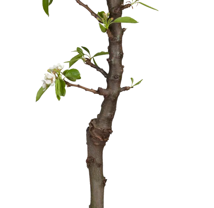 Zwergbirne 'Sweety' Zwergbirne 'Sweety'