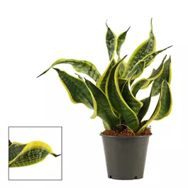 Sansevieria Dragon Tongue