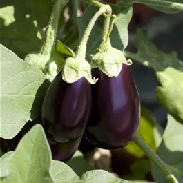Solanum melongena Fantastic oval lila