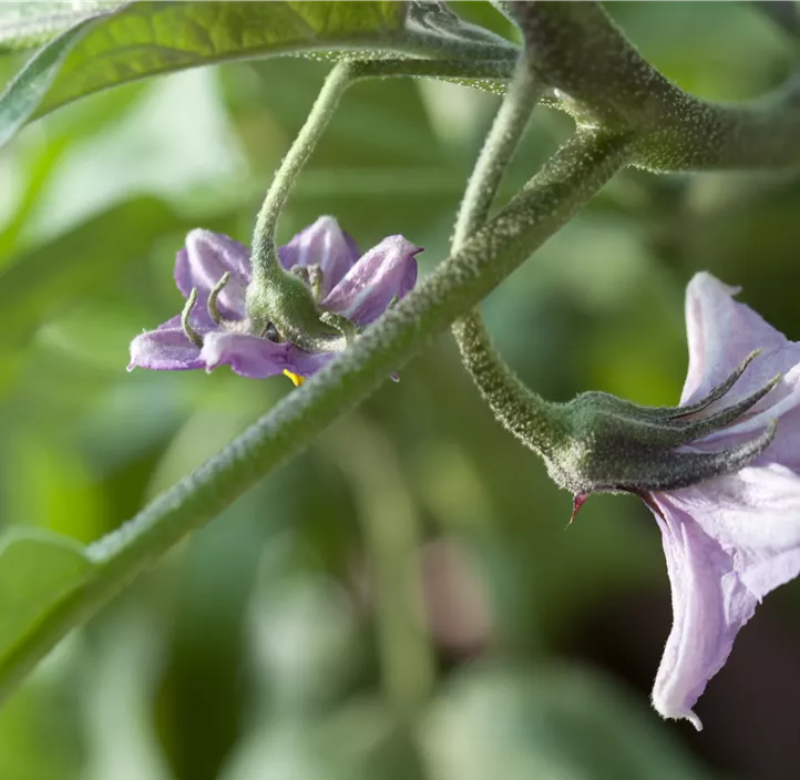 Aubergine