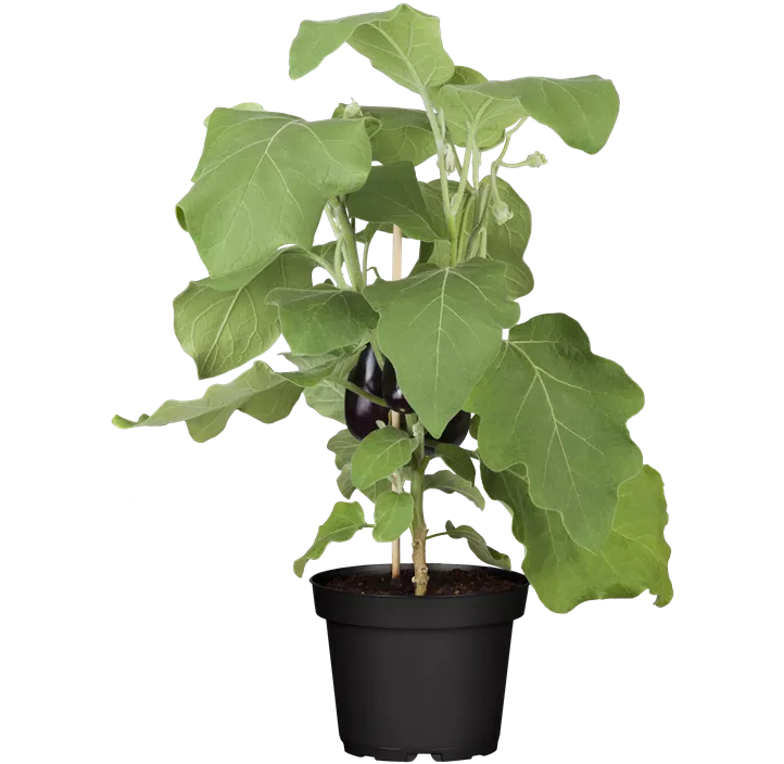 Aubergine