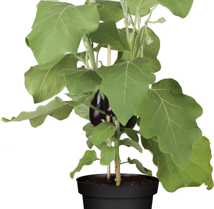 Aubergine