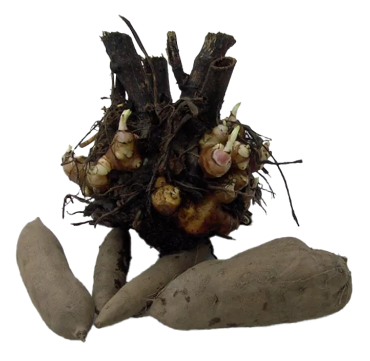 Yacon 'Inka'