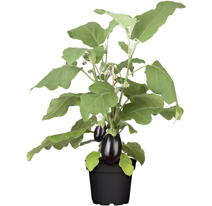 Aubergine