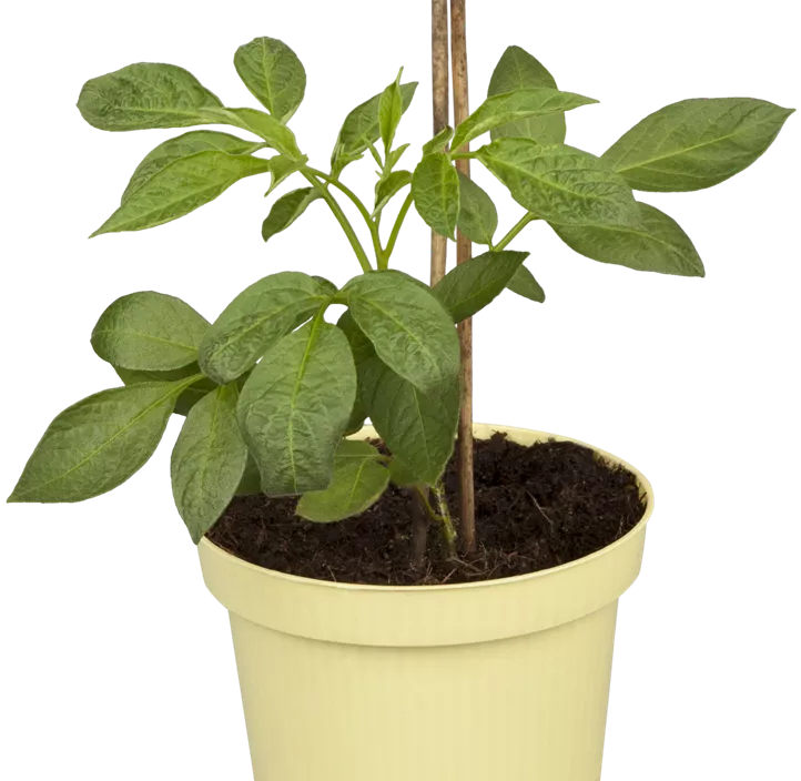 Melonenbirne Melonenbirne