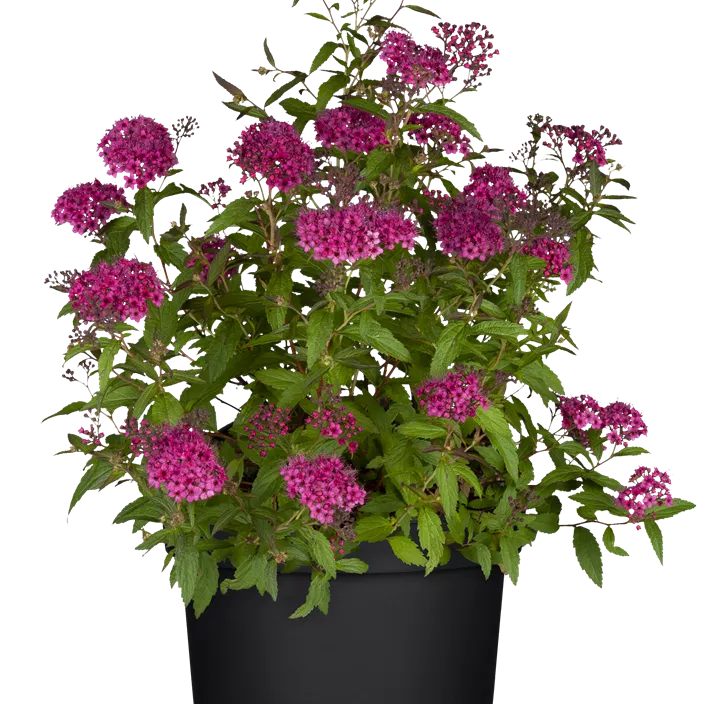 Sommerspiere 'Crispa'